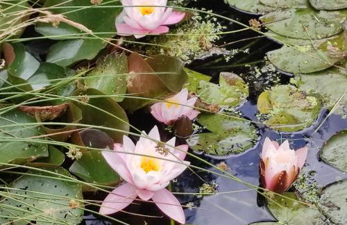 Haus "Grimberg" FeWo 1-Stock - Photo 43