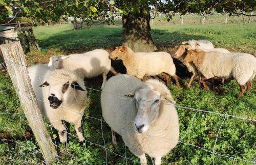 Ferienhof Stobbe - Foto 7