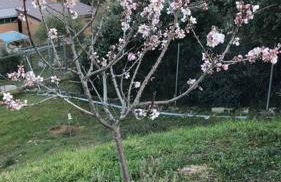 El Encinar de Carol - Foto 58