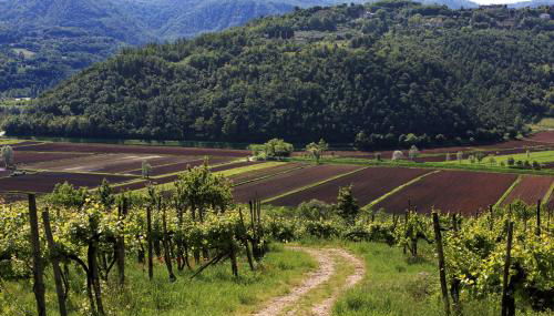 Fattoria Le Vegre - Foto 4