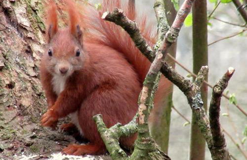 Blockhütte 35 km nördlich von Hamburg - Foto 39