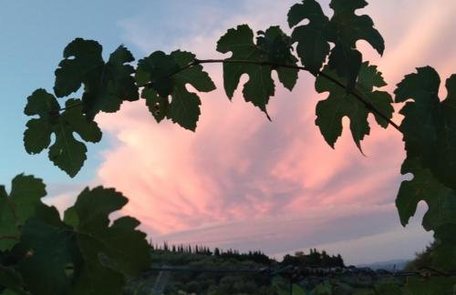 Fattoria di Mugnano - Foto 37