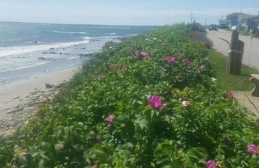 Beach Side Cottage in Narragansett - Photo 16