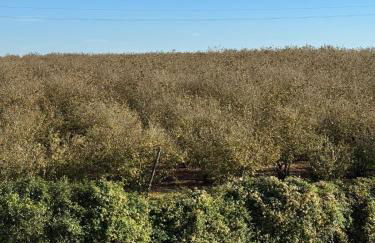 Giardino degli ulivi - Foto 44