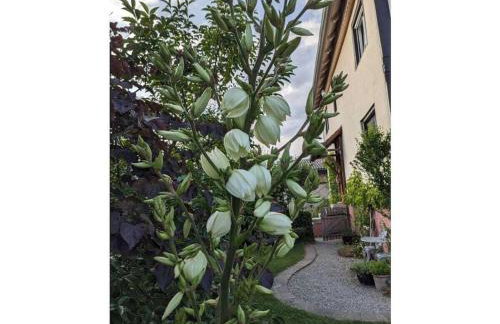 Holiday apartment in Salem with swimming pool - Foto 6