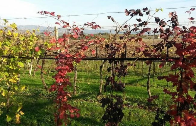 Agriturismo El Crear - Photo 36