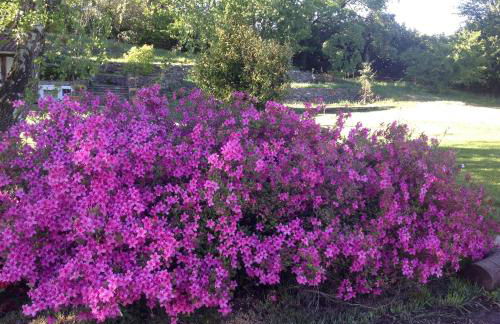 Il Ciliegio Selvatico - Foto 38