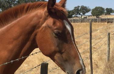 Solar da Cavalariça - Foto 29