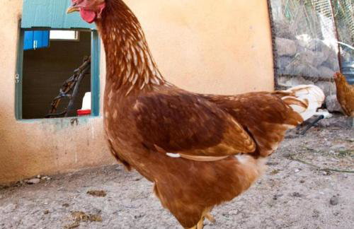 Peaceful Vacation Suite Rental Overlooking Mescal Canyon in Clarkdale, Arizona - Foto 31