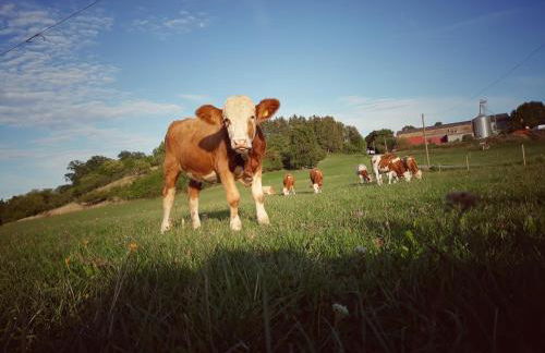 Ferienhaus am Hummelberghof - Foto 11