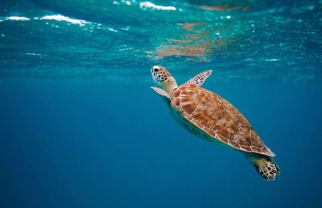 The Palm Leaf Apartments - Foto 40