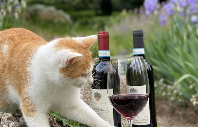 Domus Cariana - Photo 44