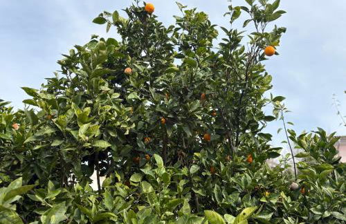 VILLA Henry - Foto 4