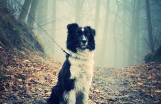 Modrzewiowe Wzgorze - Foto 21