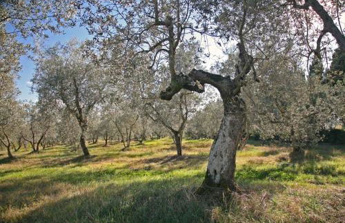 Agriturismo & Winery Il Bacio - Foto 34