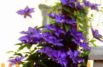 Haus Winkelchen - Foto 25