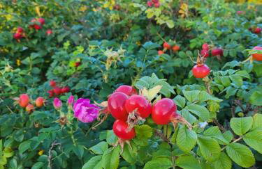 Apartament Różane Wzgórze - Foto 51