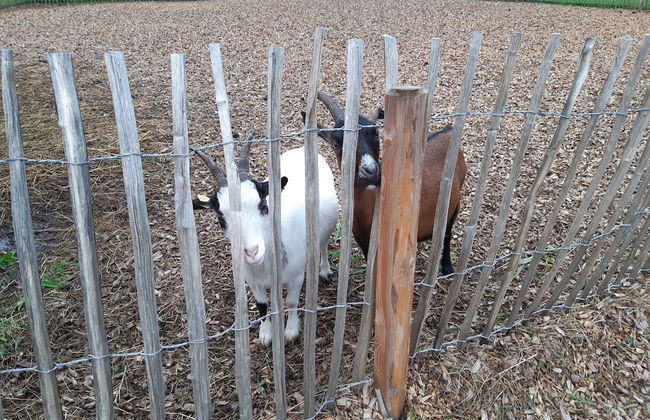 Gut Vögeihof - Foto 24