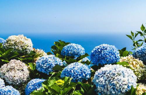 OurMadeira - SeaView Apartment - Foto 21