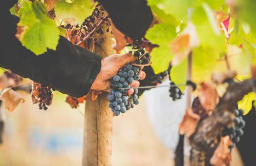 MONTE DA RAPOSINHA Enoturismo, Montargil - Foto 57