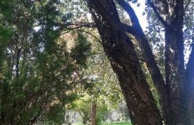 Podere Il Cerrone app Romilda con piscina - Foto 49