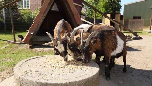 Ferienwohnung auf dem Bio Obsthof - Photo 3