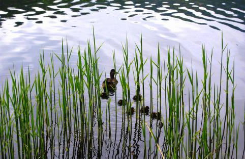 Ca' del Pettirosso - Foto 28