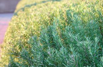 Family-friendly apartments with swimming pool Nevidjane, Pasman - 18054 - Foto 16