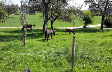 BodenSEE Apartment Neukirch Wangener Strasse - Foto 14