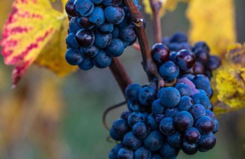 "LA VERANDA" Gîte - Foto 35