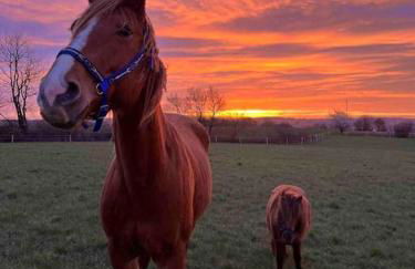 Roulotte „douceur“ - Photo 15