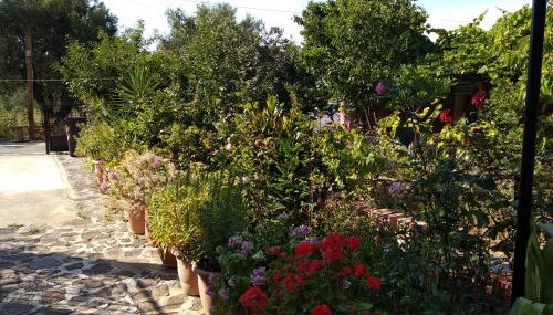 Summer Dream - Foto 5