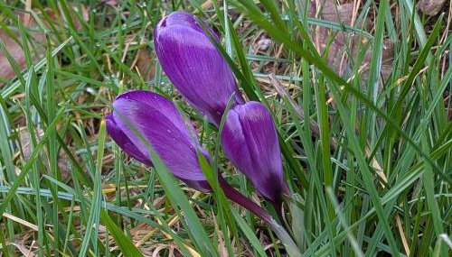 Rausblick Cabin - Foto 3, Garden