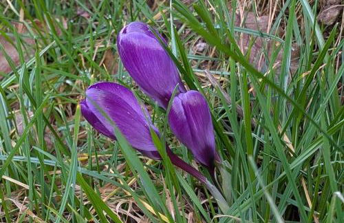 Rausblick Cabin - Foto 27