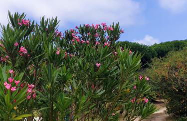 Sondela Self Catering - Foto 41