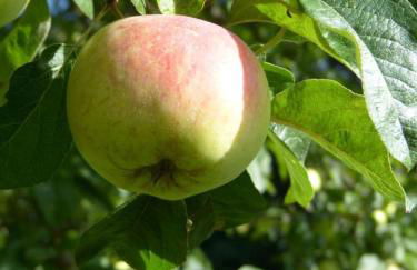 Ferienwohnung Anne - Foto 20