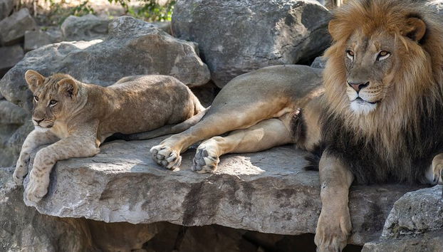 Billet coupe-file pour le zoo Hellabrunn de Munich avec transferts - Photo 2