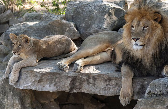 Billet coupe-file pour le zoo Hellabrunn de Munich avec transferts - Photo 2