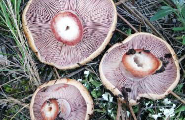 Casa Rural Fuente de la Plata - Foto 36