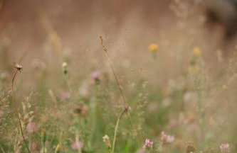 Osada Jelonki Wielka Puszcza - Foto 27