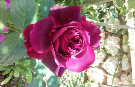 Apartments Dvorski - Photo 23