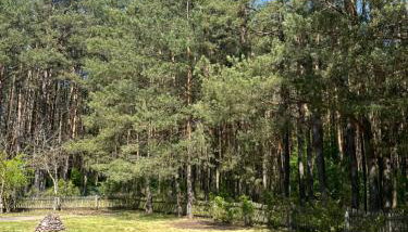 Domek w lesie - Foto 3