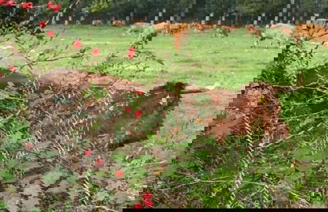 Uitzicht op de Pellenz - Foto 18