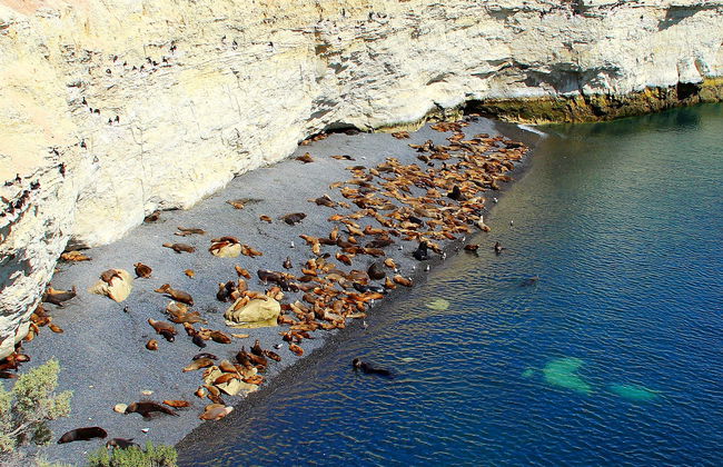 Punta Loma Sea Lion Tour - Foto 1