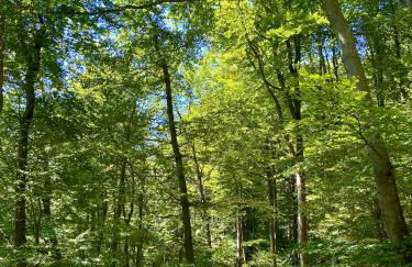 Superbe maison avec jardin - Foto 39