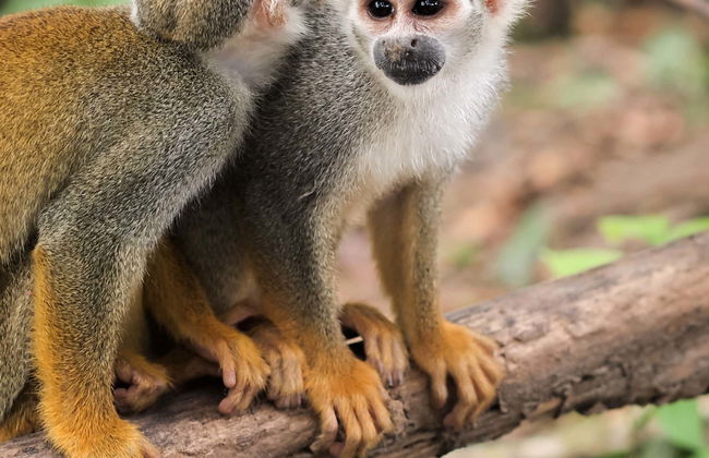 Monkey Island Day Trip - Photo 1