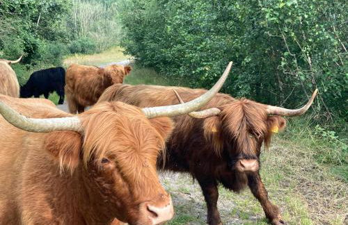 Ferienwohnung Birkenhof - Urlaub auf dem Bauernhof mit Blick ins Grüne - Foto 18
