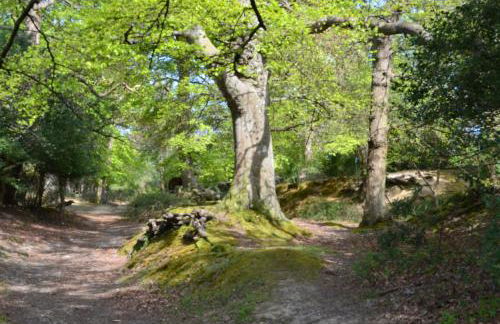 Spacious family cottage with private garden and forest walks - Foto 27