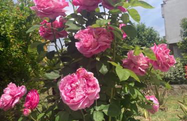 La Rosa del Mare - Foto 25