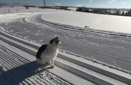 Ferienwohnung am Bärenstein - Foto 18